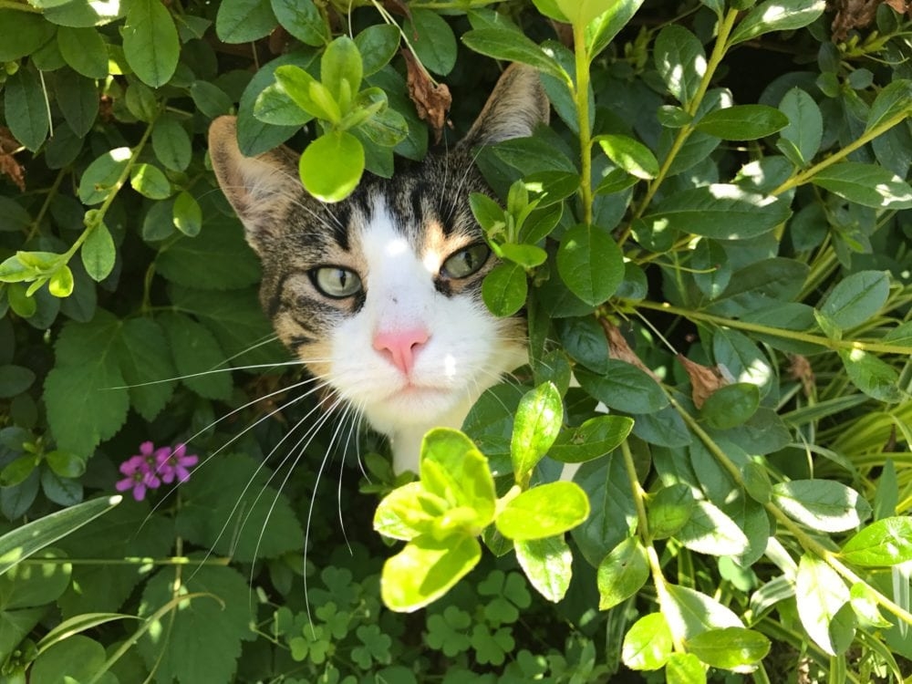 White faced cat sticking its head through bright green shrubbery