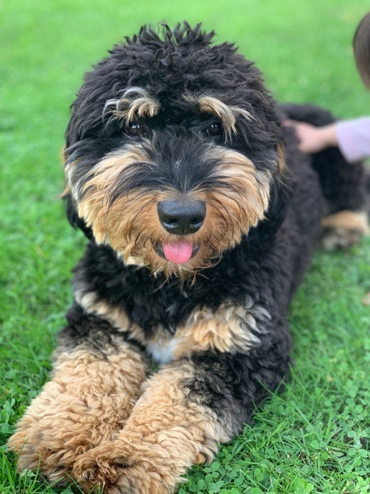 A Golden Minidoodle with black fur and brown face and paws, setting stretched out on a nice green lawn